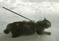 ��̒��̃M�U