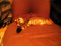 �l���Ɍ�������֎q�ŐQ��M�U