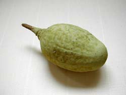 �o�I�o�u�̎�