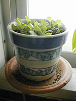 �����A��