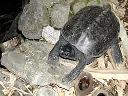 �T�̃u�[���Y