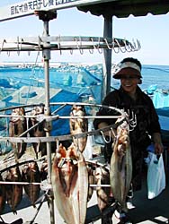 ��銱���̃C�J