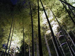 ���C�g�A�b�v02