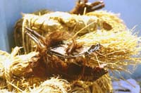 �������̐��~��