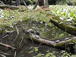 �_�{�̎��R