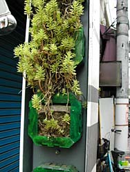 ��̗Ή��^���H