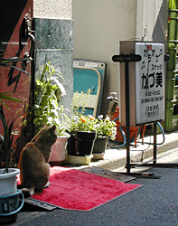 �����܂������ȃl�R