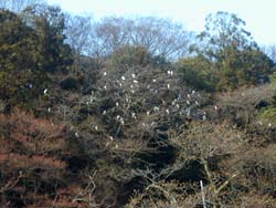 �ԁH�؂̎��H