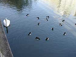 �c���̔���