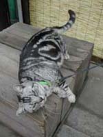 �l�R�̒��Q