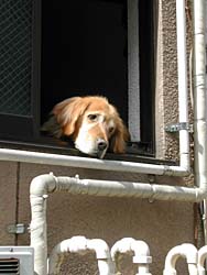 �A���j���C�Ȍ�