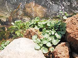 ���H�ɐ�����N���\��