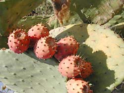 �T�u���̞�