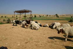 �������̂悤�ȓ��₩��