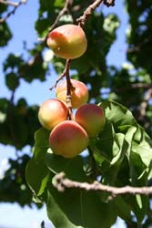 �A�v���R�b�g