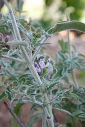 �Z�[�W�̉�