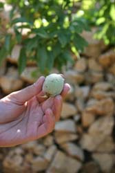 �A�[�����h�̎�