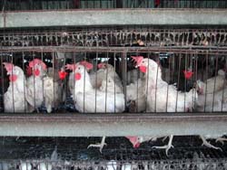 ���V���u�̗{�{��